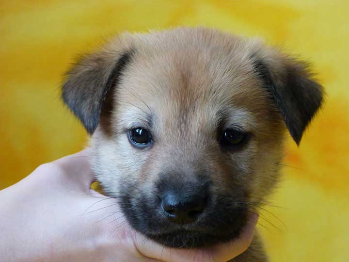 chinook puppy